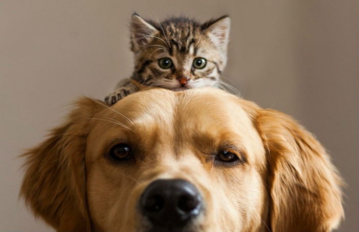 Kitten on top of Dog's Head